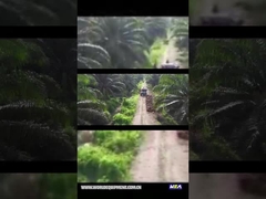 تراکتور روغن پالم WEA18