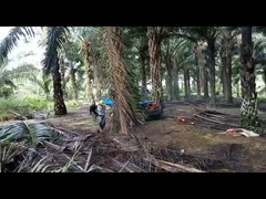 4 چرخ درایو 14hp دیزل تراکتور روغن نخل تجهیزات قطب چرخ 2150mm