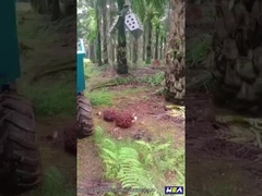 تراکتور 22HP اندونزی روغن نخل Mini Farm Tractor With Grapple